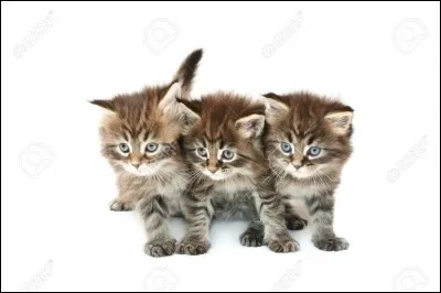 Combien de petits la chatte met-elle au monde (en moyenne) par portée ?