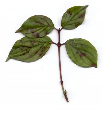 Ses feuilles sont...