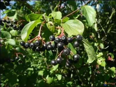 Les fruits apparaissent en été. Ce sont...