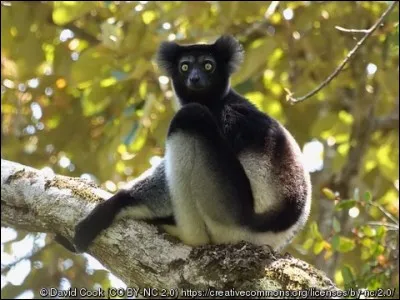 L'indri vit en petits groupes.