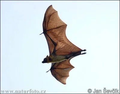 La chauve-souris géante des Indes est solitaire.