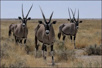 L'oryx gemsbok vit en colonie.