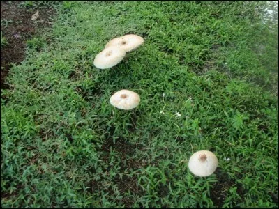 Seule cette appellation convient à la photo !