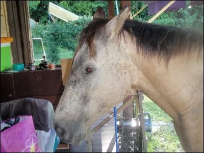 Trouvez le mot qui convient au cheval et à l'oreille humaine !