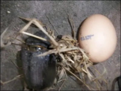 C'est l'insecte qui vous donne la solution !