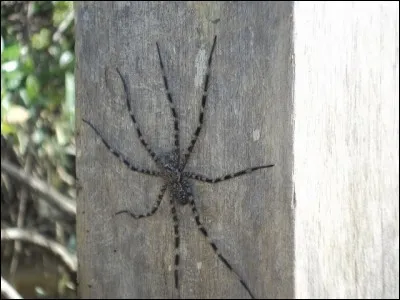 Suivez le fil de ma pensée !