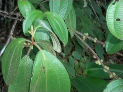 Trouvez le mot caché !