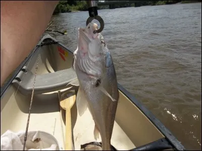 Mot en relation avec l'oreille interne de certaines espèces de poissons !