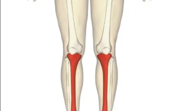 Quiz Anatomie