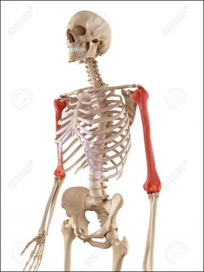 Comment s'appelle cet os ?