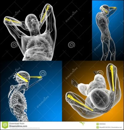 Comment s'appelle cet os ?