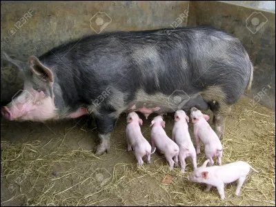 C'est grâce aux porcelets que vous ne serez pas "Fanny" !
