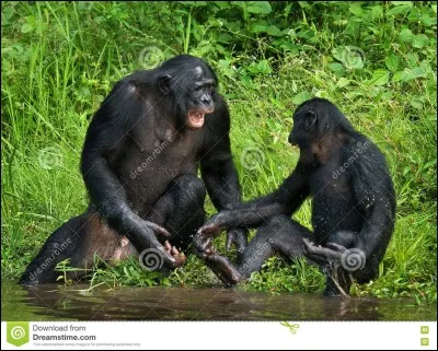 Bonobo, assassinats, Kinshasa !