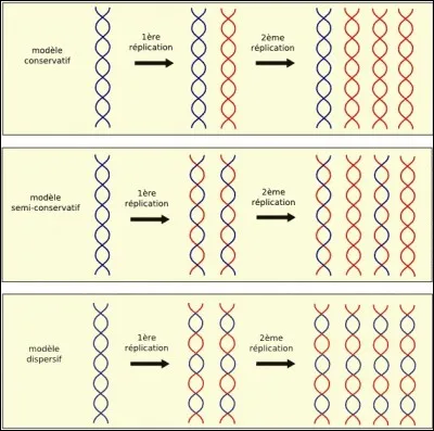 Quel est le bon modèle ?