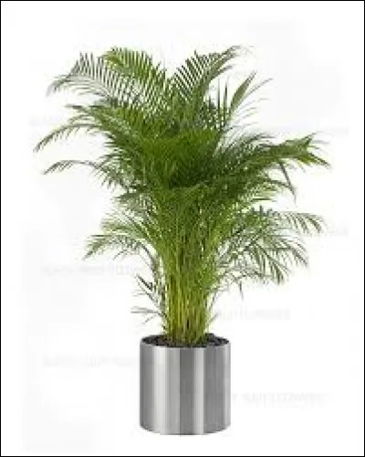 Quel est le nom botanique et quel est le nom commun? (2 réponses)