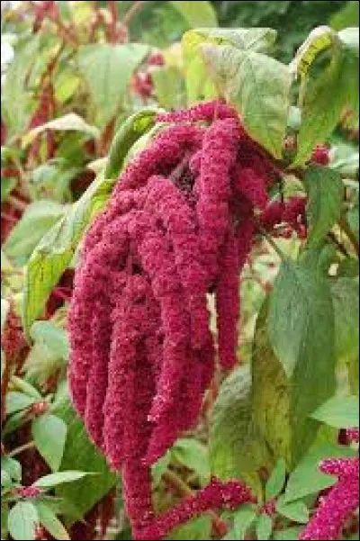 De quelle espèce est cette amaranthe ?