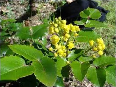 Quelle est la famille du mahonia aquifolium ?