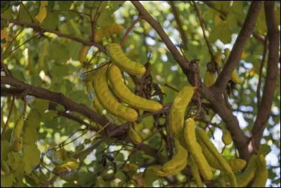 Légumineuse annuelle, elle est espérée par le prétendant à la couronne.