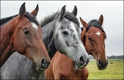 Quels sont les signes que le cheval a peur ?