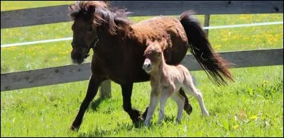 Comment s'appelle le petit du cheval ?