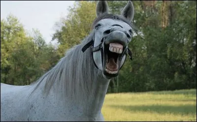 Le cheval peut-il vomir ?
