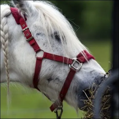 Si le cheval est au paddock, il doit manger plus de 5 heures par jour.