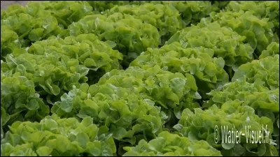 Les végétaux doivent être frais et donnés en :