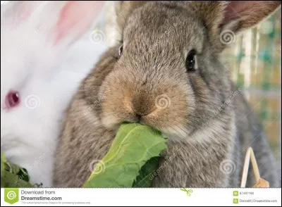 Le lapin doit manger au minimum :