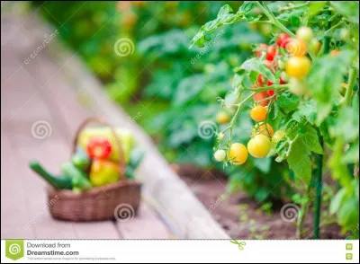 Sa verdure doit être diversifiée à chaque repas, nous devons lui présenter :