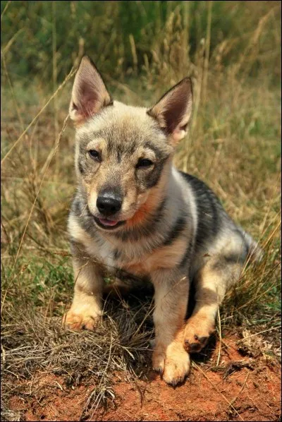 Ce chien viking ou vallhund suédois est originaire de Suède, comme son nom l'indique. Ce chien de berger est apparu à l'époque des Vikings et a été utilisé comme chien de garde pour chasser les rongeurs et pour mener le bétail. Il aime se sentir désiré et est très fidèle à son maître, mais peut être réservé avec les étrangers. En outre, il peut concourir dans plusieurs sports canins : le ...