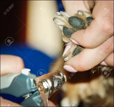 Le plus connu des chien de concours. S'il s'agit à la base d'un chien de chasse, l'histoire moderne nous prouve que c'est un animal de compagnie idéal depuis au moins le XVe siècle. Il a beaucoup d'énergie et est très rapide pour apprendre des tours en tout genre. En général, ce chien est très sociable et très apprécié des salon de beauté pour chien. Qui est-il ?