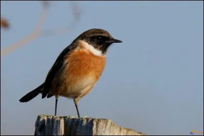Quel est le nom scientifique du tarier pâtre ?