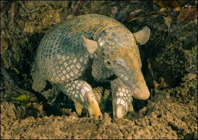 Quel est le nom scientifique du tatou géant ?