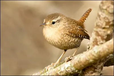 Quel est le nom scientifique du troglodyte mignon ?