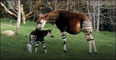 Quel est le nom scientifique de l'okapi ?