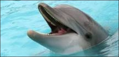Quel est le nom scientifique du dauphin commun ?