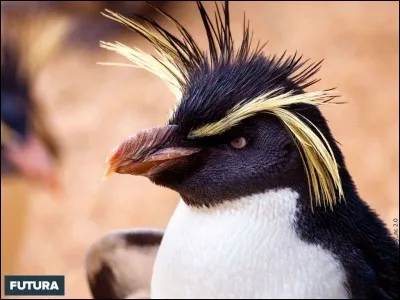 Quel est le nom scientifique du gorfou sauteur ?