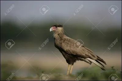 Quel est le nom scientifique du caracara huppé ?