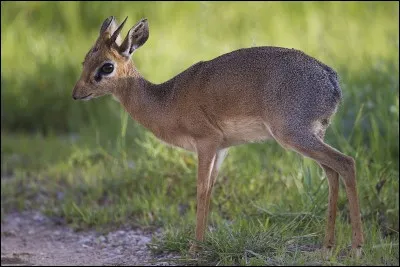 Quel est le nom scientifique du dik-dik ?