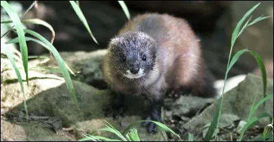 Quel est le nom scientifique du vison d'Europe ?