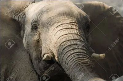 Quel est le nom scientifique de l'éléphant d'Afrique ?