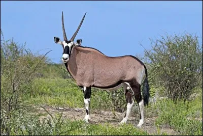 Quel est le nom scientifique de l'oryx gazelle ?