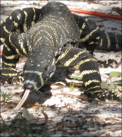 Quel est le nom scientifique du varan bigarré ?
