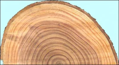 Comment appelle-t-on une personne qui étudie les cernes de croissance des arbres ?