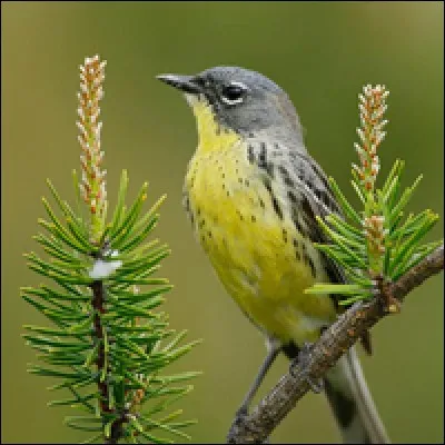 Quel oiseau originaire de la péninsule supérieure du Michigan, a été sauvé de l'extinction grâce à la plantation de pins gris ?