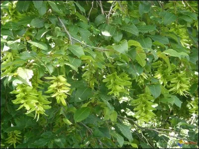 J'ai une santé de fer, je me porte comme ...