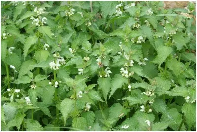 Faut pas pousser mémé ...