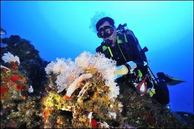 Combien y aurait-il de ressources dans les abysses ?