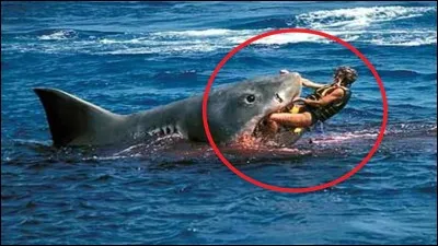 Lequel de ces requins n'existe pas ?