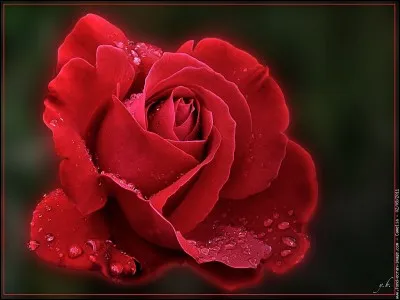 Chat, girafe, baleine, histoire ? Quel est l'intrus ?